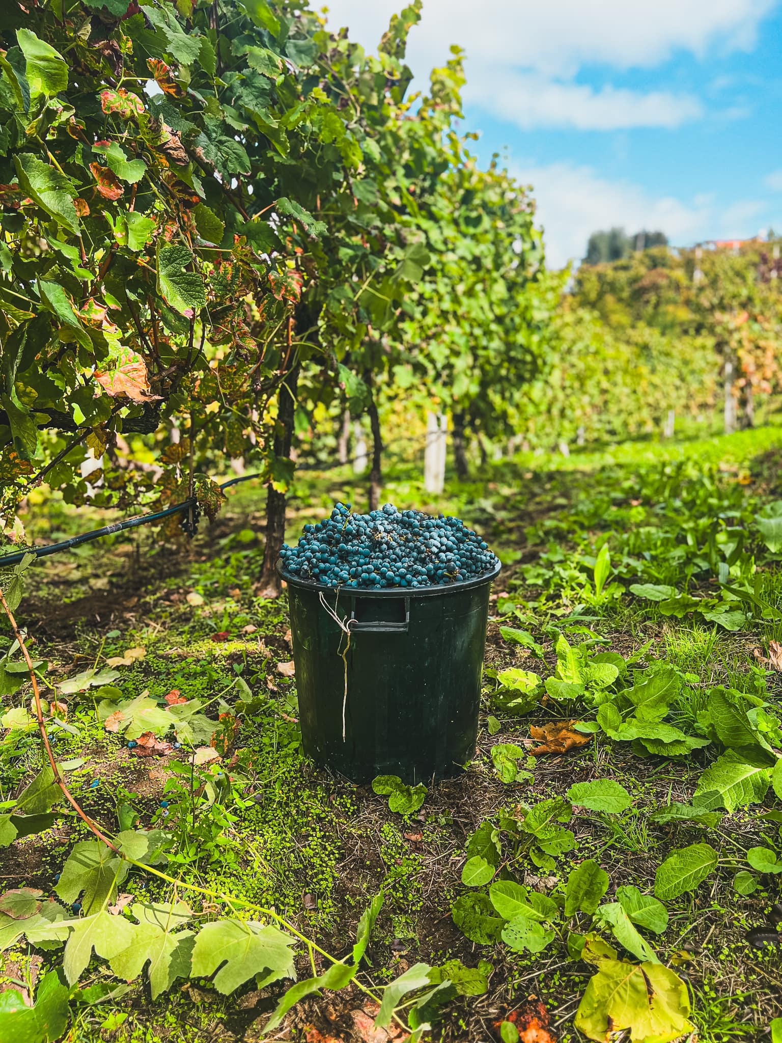 486010498_1322580322325526_3085679225712138252_n