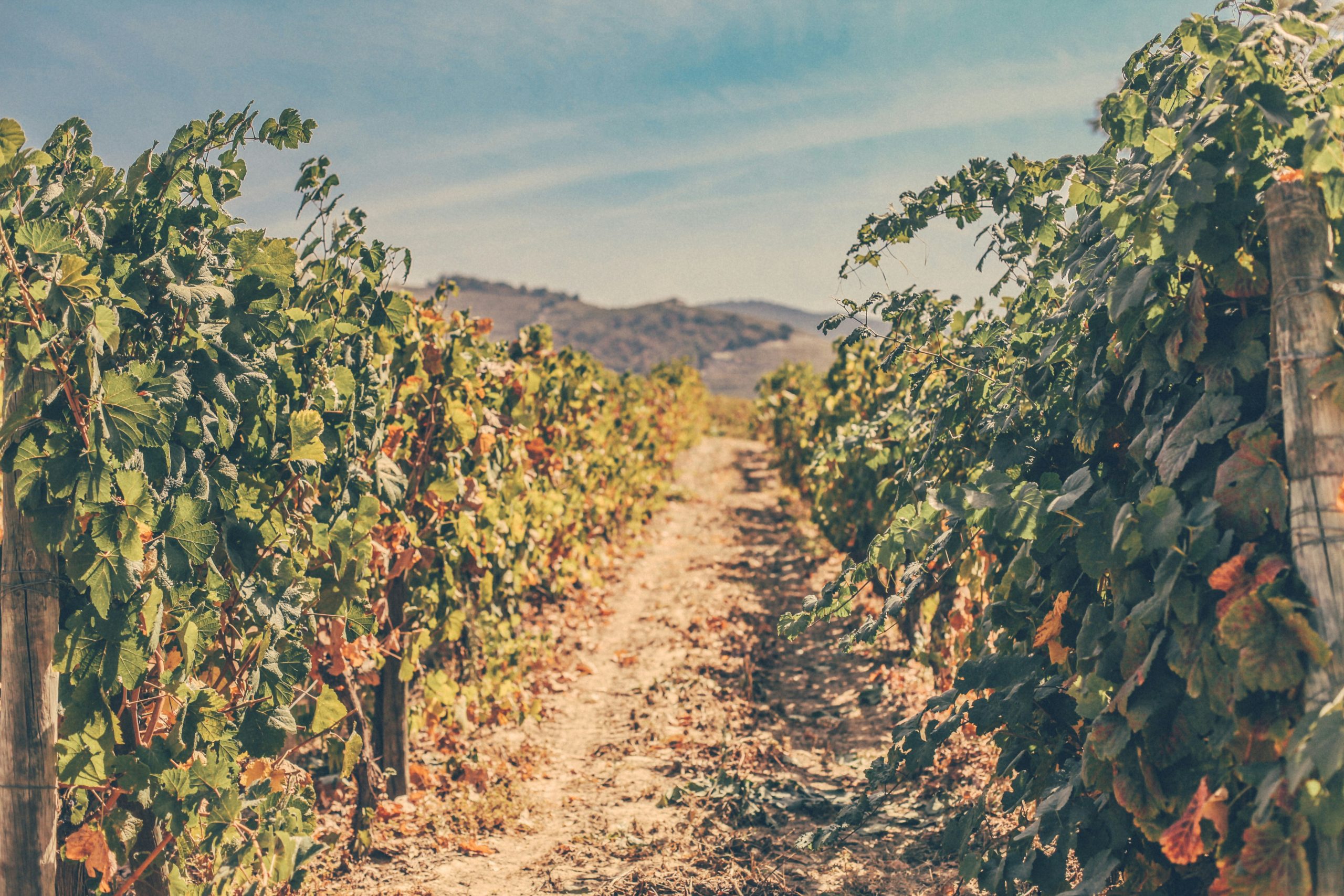 nadya-filatova-Y8AIxgM52is-unsplash